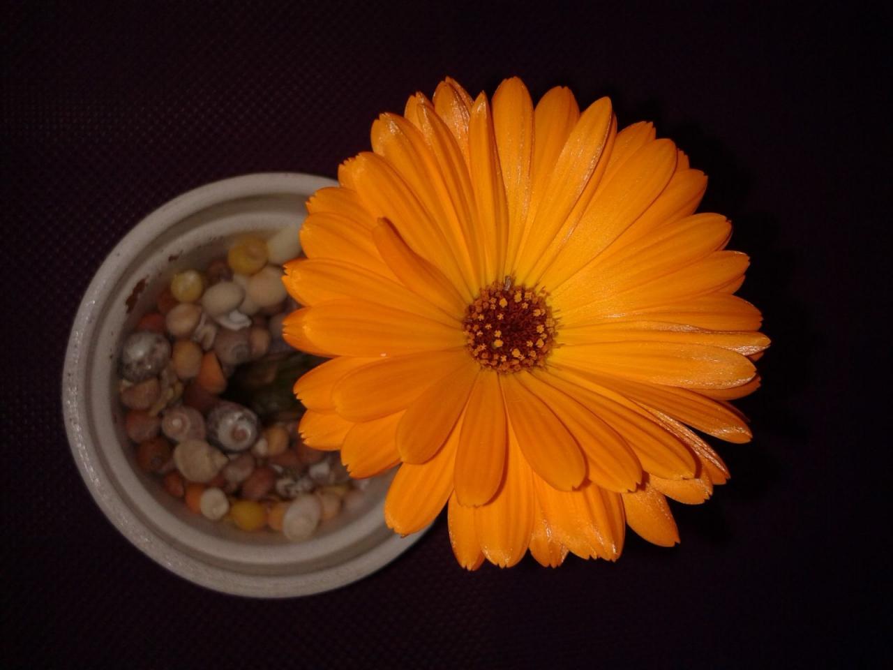 Impropbable fleuri